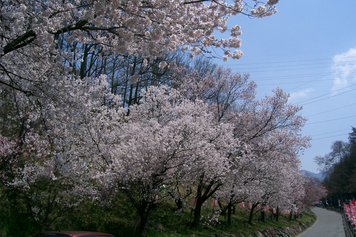 満開の桜の弘法山古墳