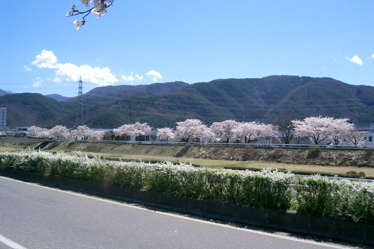 薄川の桜並木