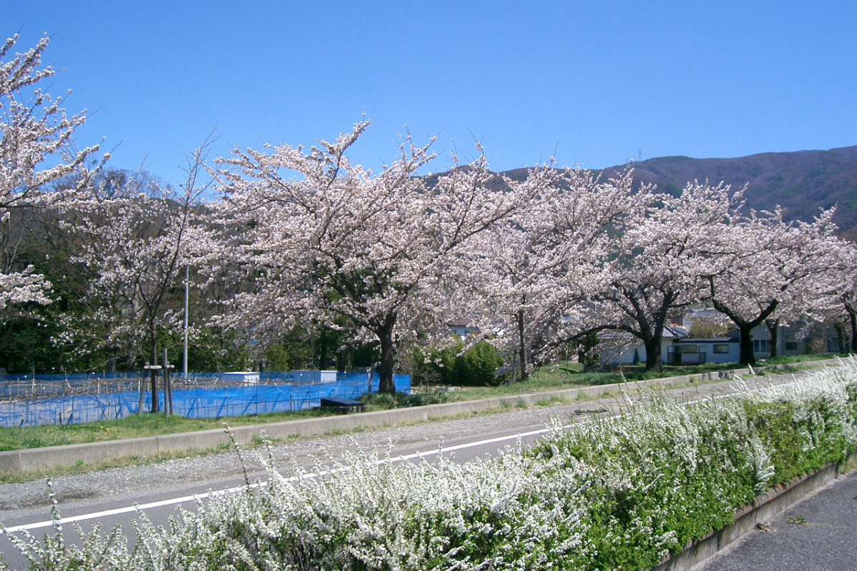 薄川の桜並木